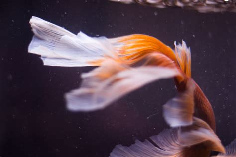 魚缸選擇|魚缸怎麼選？水族箱選購指南：風水、尺寸、採光全攻。